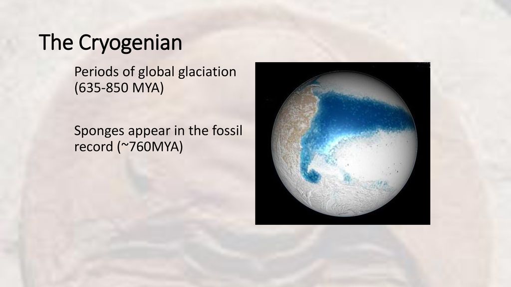The Cryogenian Periods of global glaciation ( MYA) Sponges appear in the fossil record (~760MYA)