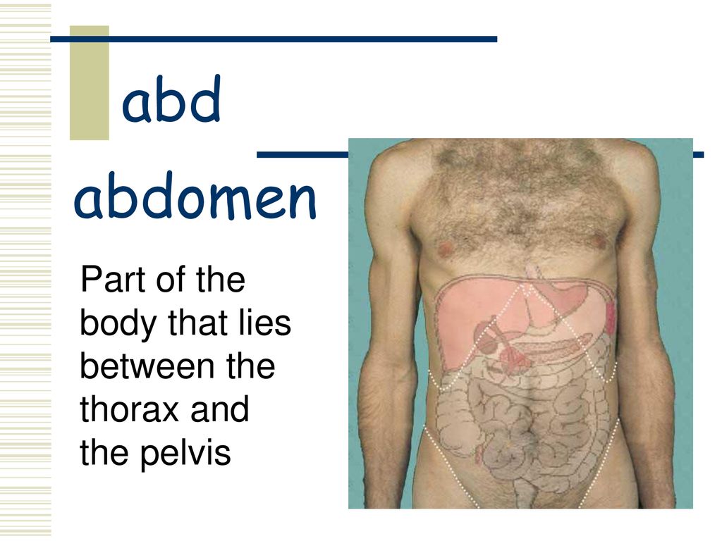 abd abdomen Part of the body that lies between the thorax and the pelvis