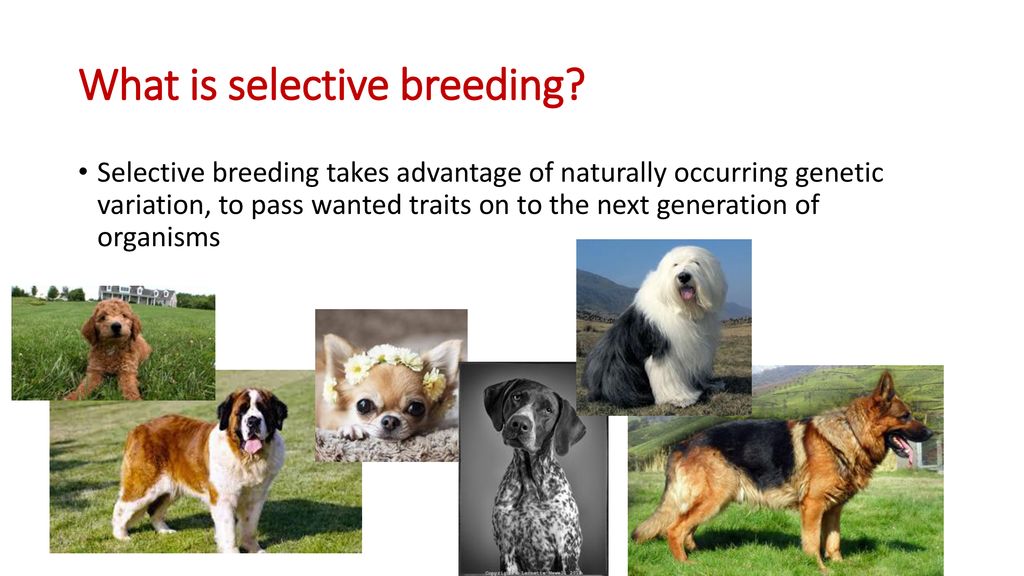 Bellwork: What do humans commonly use selective breeding for - ppt download