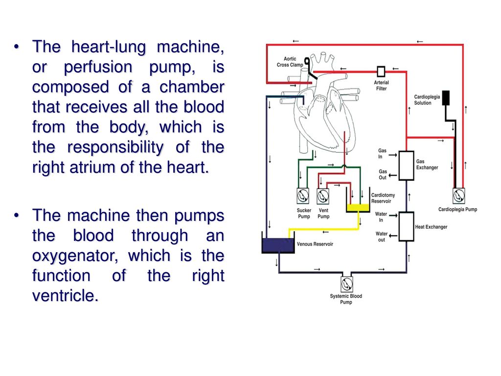 Heart Lung Machine Lecture 9 Ppt Download
