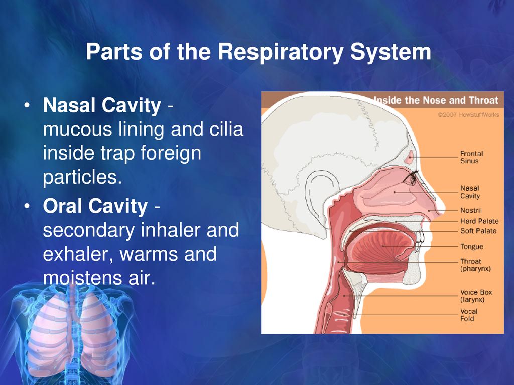 The Respiratory System - ppt download