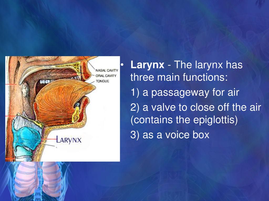 The Respiratory System - ppt download