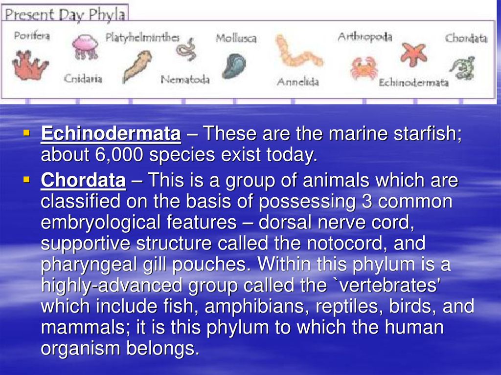 How do animal populations differ? - ppt download