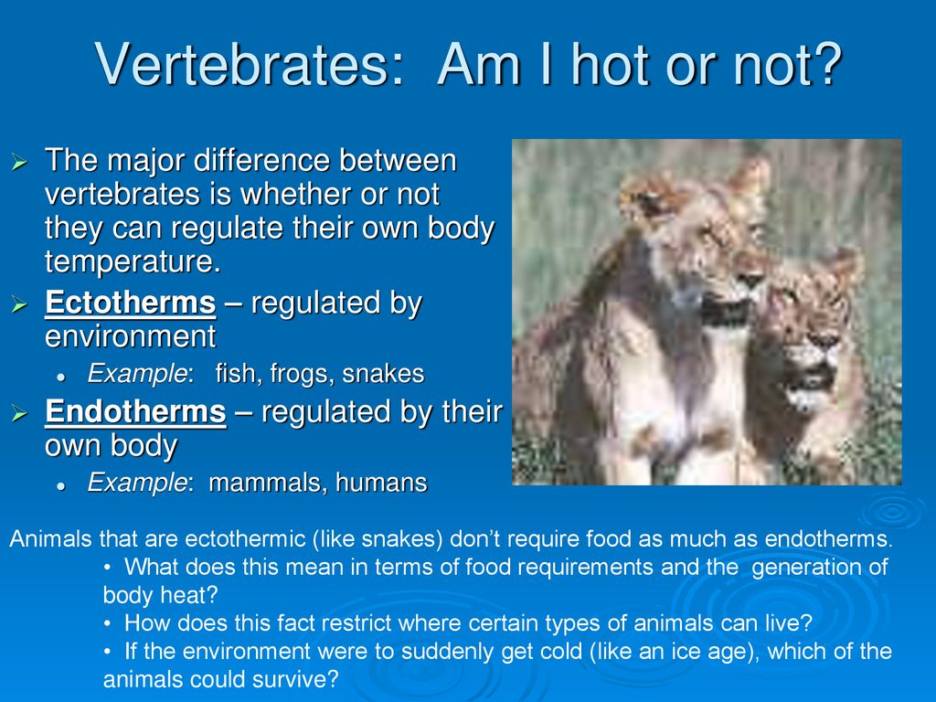 Introduction to Animals - ppt download