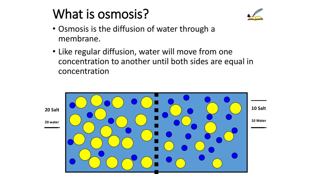 What Is Osmosis Know It Info
