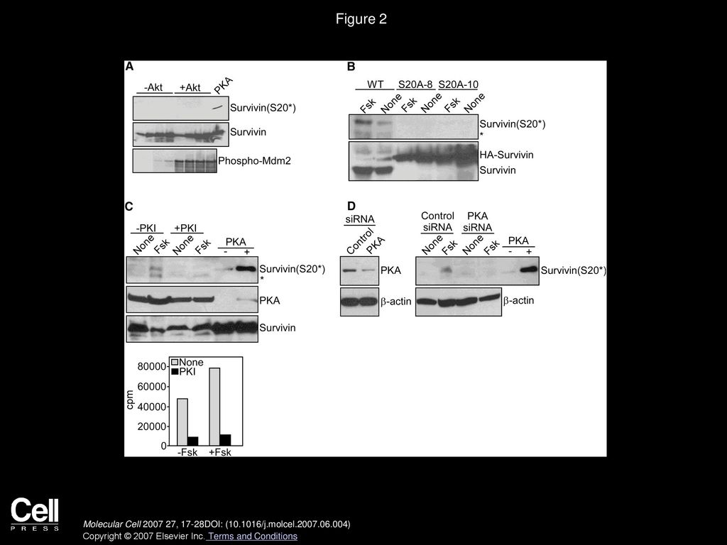 Figure 2 Identification of PKA as a Survivin Ser20 Kinase, In Vivo