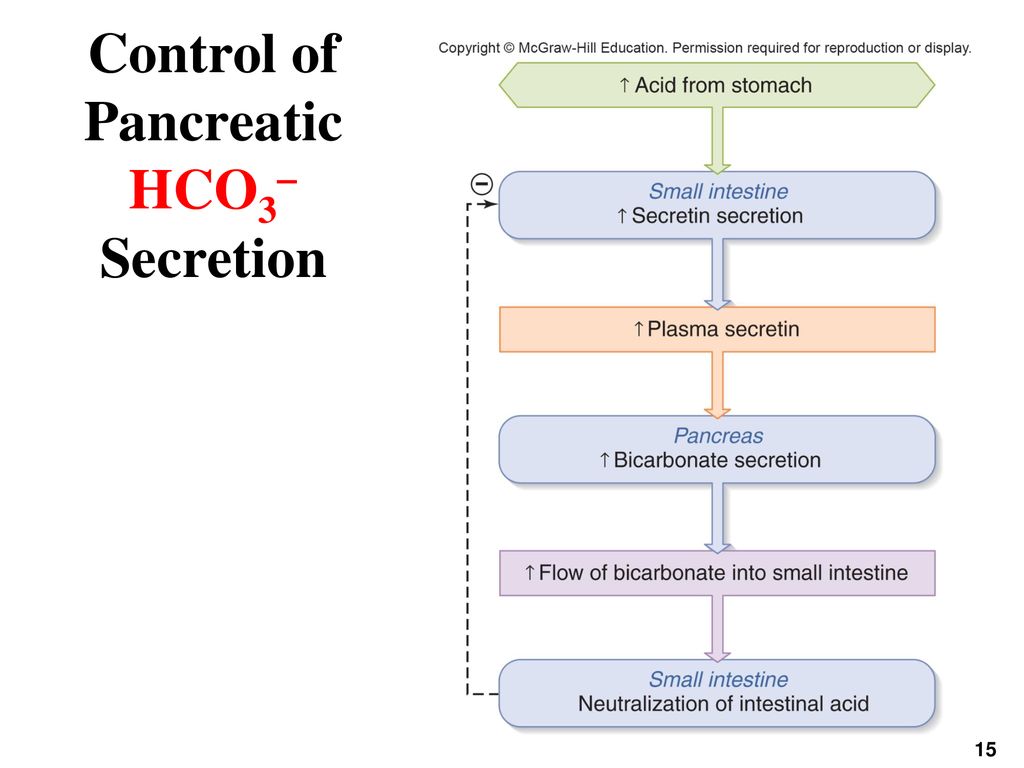Control of Pancreatic HCO3- Secretion