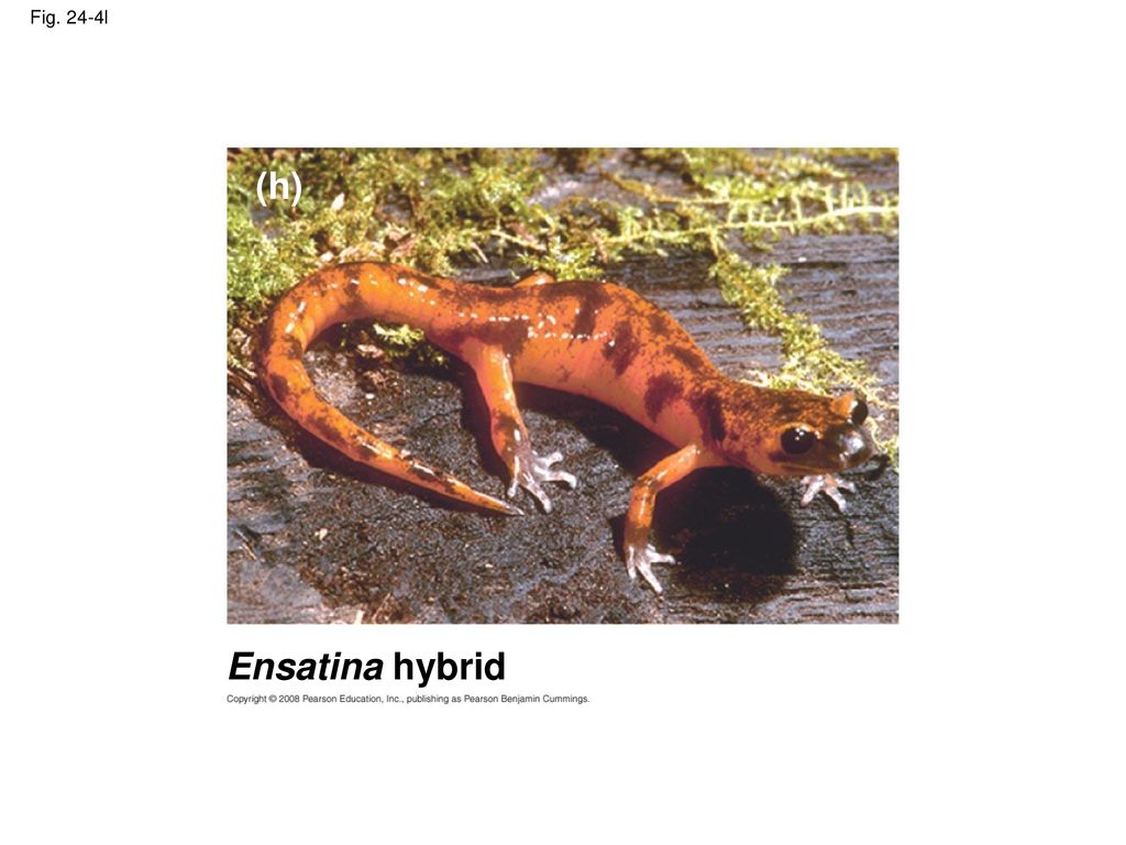 Fig. 24-4l (h) Figure 24.4 Reproductive barriers Ensatina hybrid