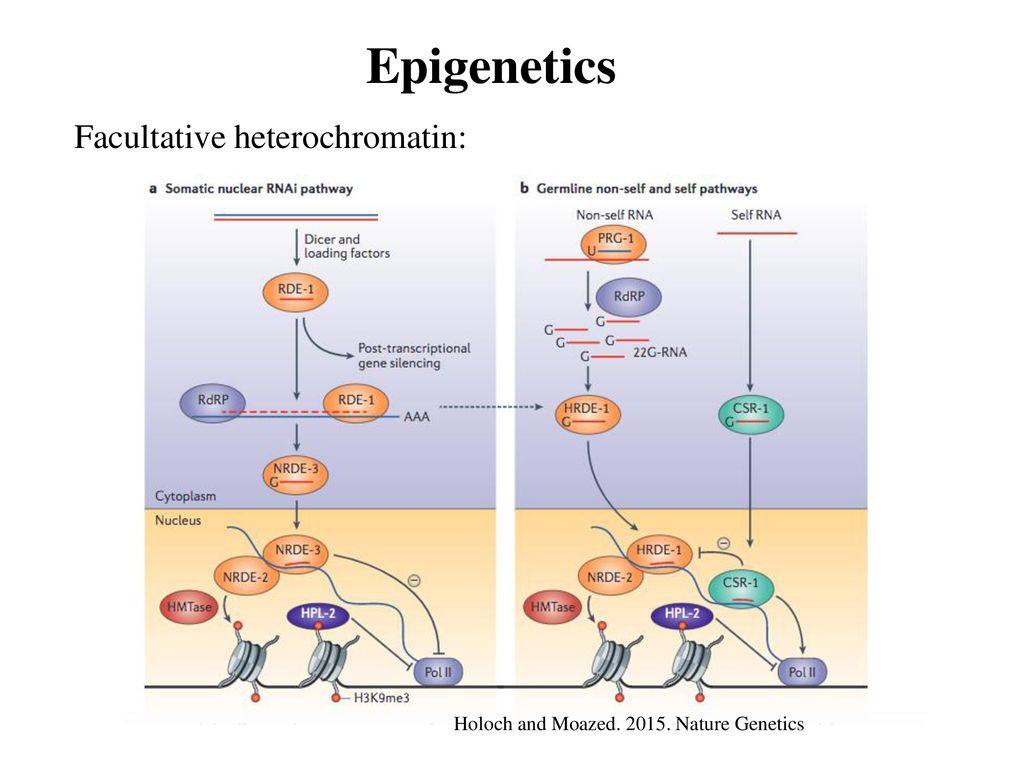 Epigenetics Facultative heterochromatin: