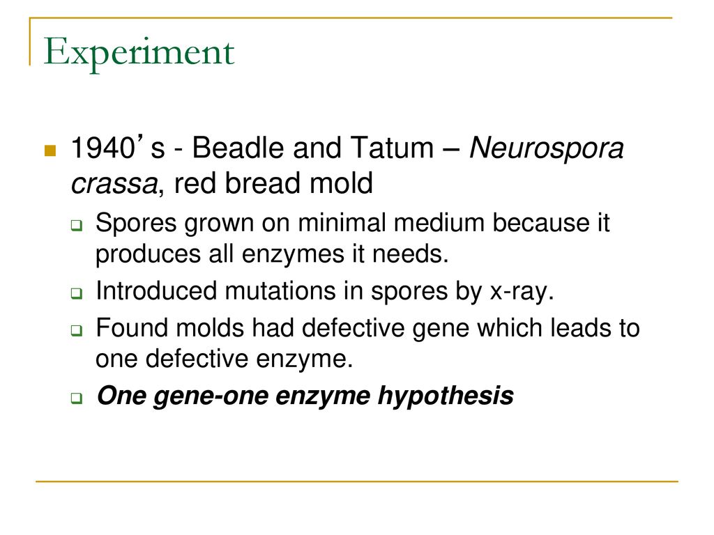 Gene Activity How Genes Work. ppt download
