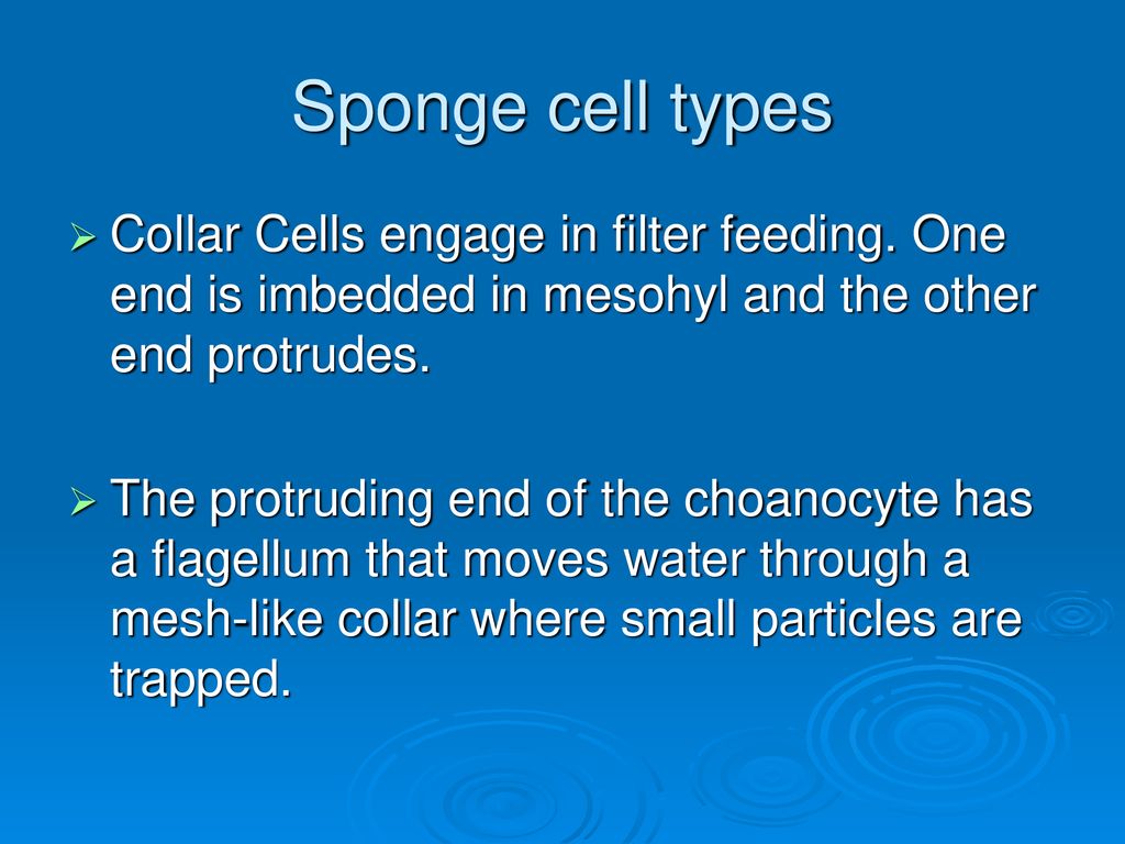 Sponge cell types Collar Cells engage in filter feeding. One end is imbedded in mesohyl and the other end protrudes.
