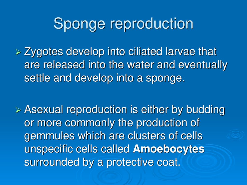 Sponge reproduction Zygotes develop into ciliated larvae that are released into the water and eventually settle and develop into a sponge.