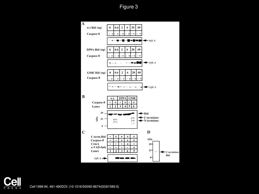 Figure 3 Recombinant Bid Has Caspase-8-Dependent Cytochrome c Releasing Activity.