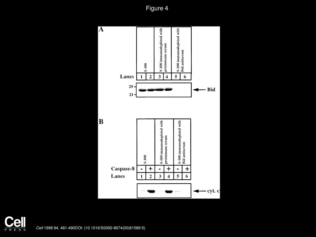 Figure 4 Bid Is Required for Caspase-8-Induced Cytochrome c Release from Mitochondria.