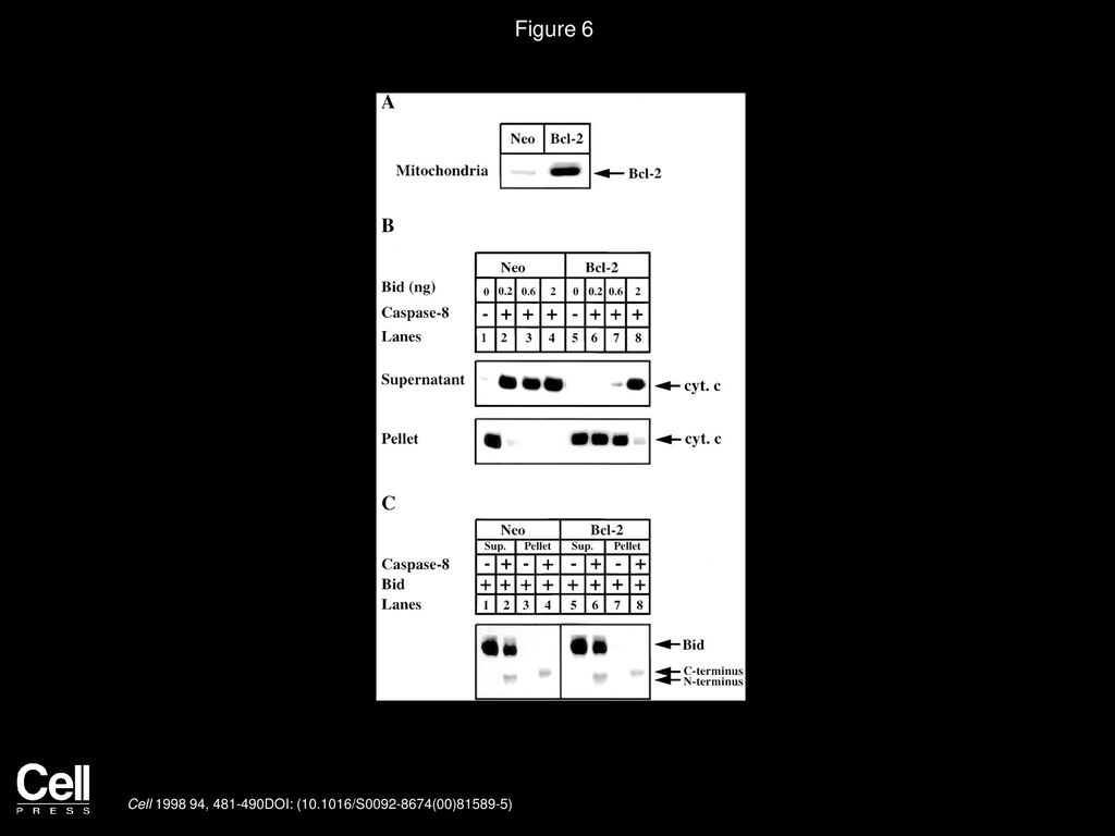 Figure 6 Bcl2 Overexpression Antagonized Bid-Induced Cytochrome c Release.