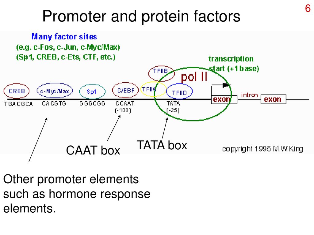 Control of eukaryotic gene expression - ppt download