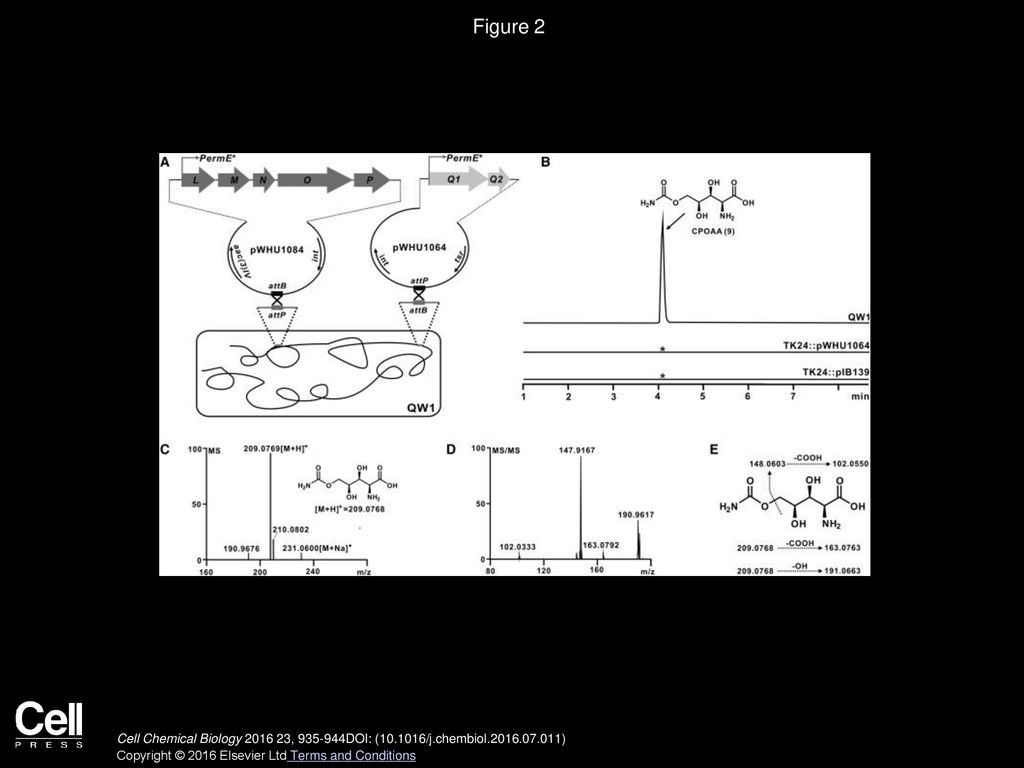 Figure 2 Engineered Production of CPOAA in S. lividans TK24