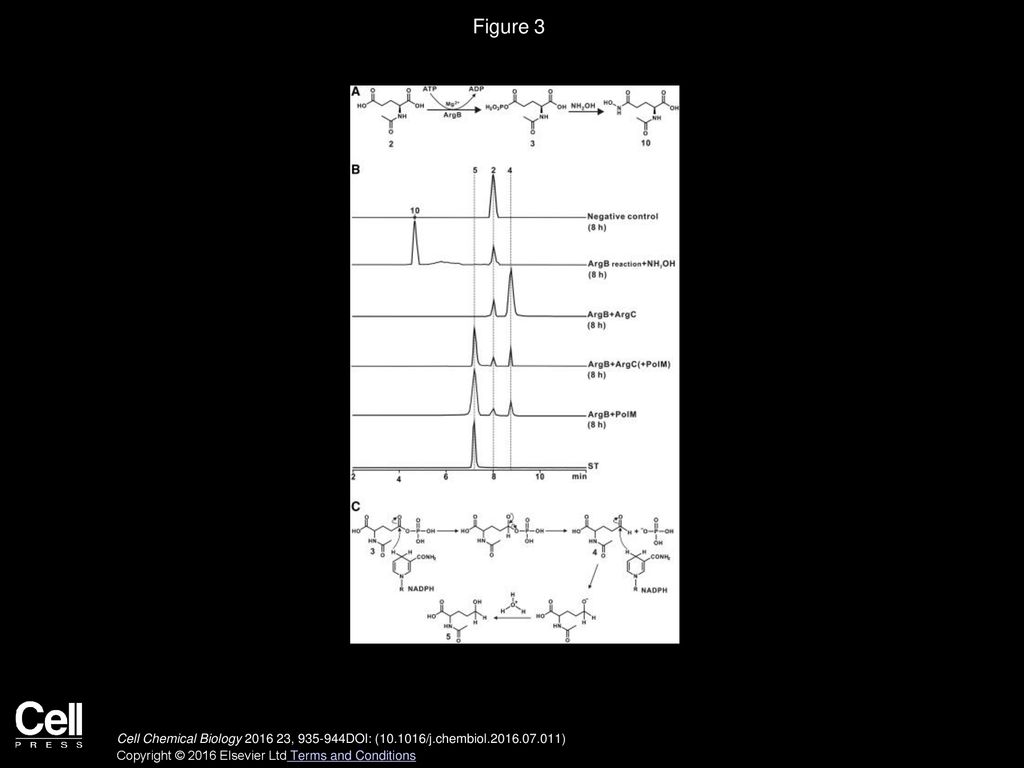Figure 3 In Vitro Characterizations of PolM as an NADPH-Dependent Reductase.