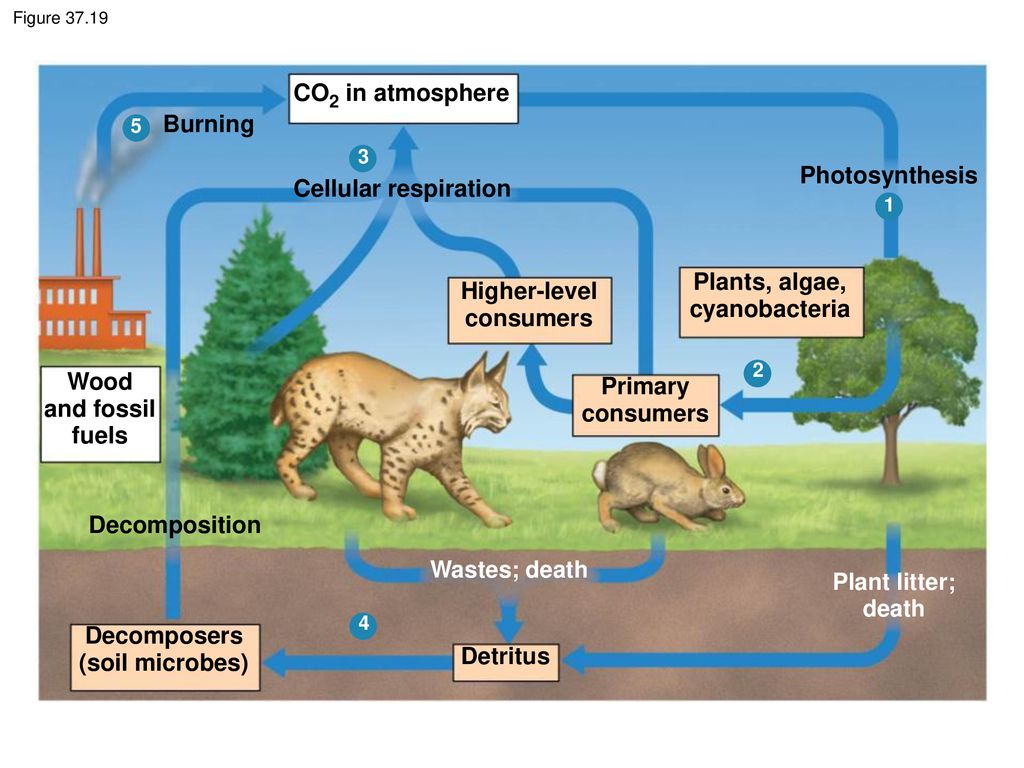 Ch : Ecosystem Structure And Dynamics - Ppt Download