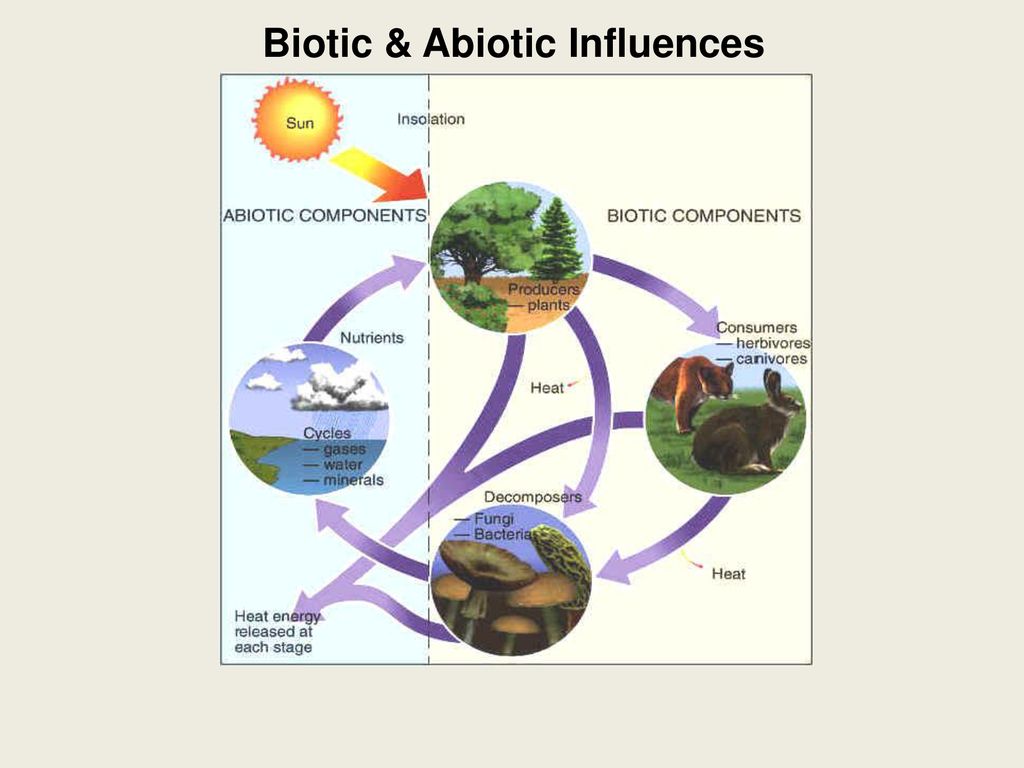 biotic abiotic influences ppt download