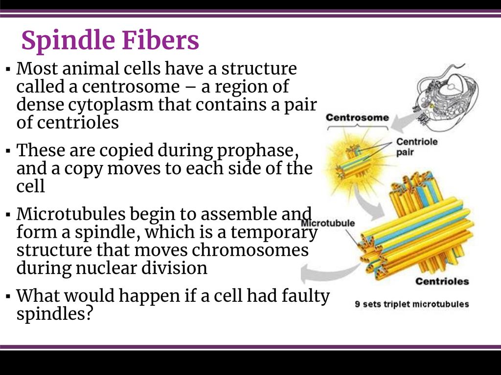 Cellular Reproduction Biology Diagrams