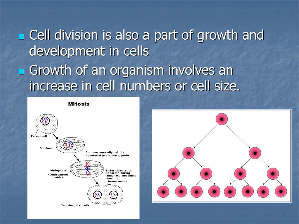 ppt download Biology Diagrams