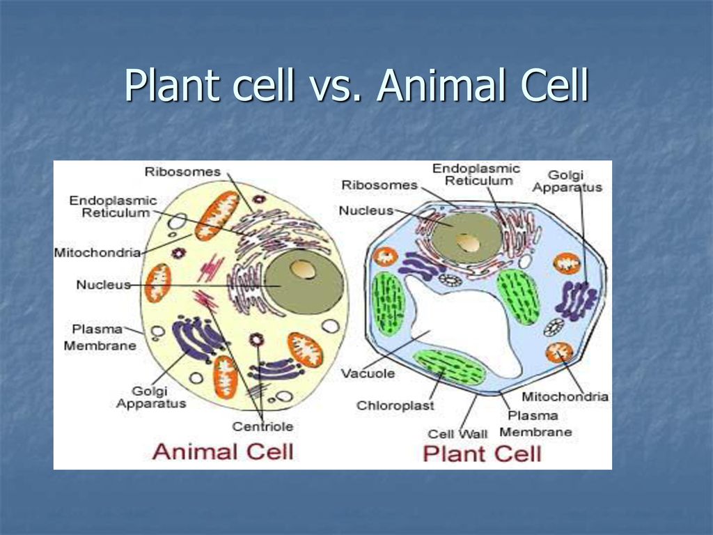 Cells. - ppt download