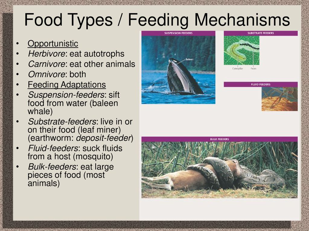Chapter 41 Animal Nutrition Ppt Download