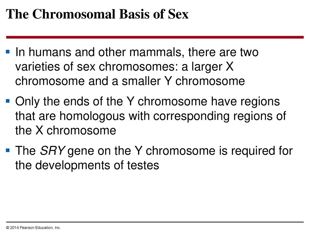 The Chromosomal Basis of Sex