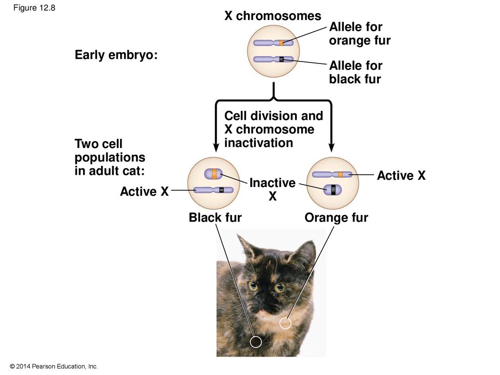 X chromosomes Allele for orange fur Early embryo: Allele for black fur