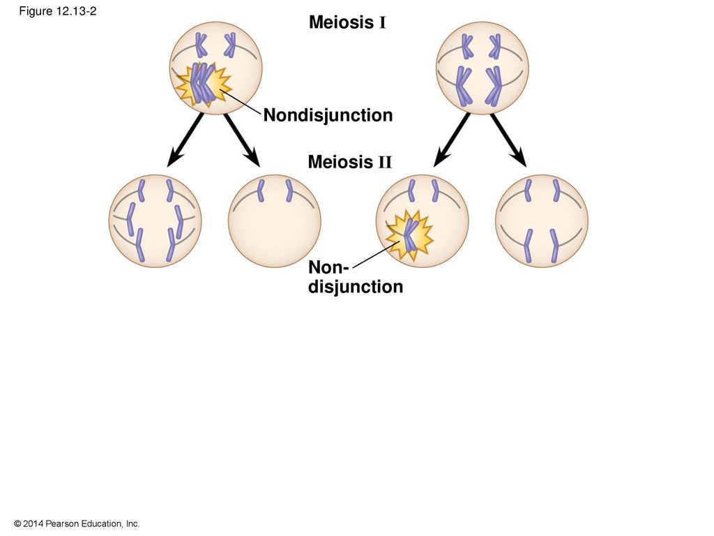 Meiosis I Nondisjunction Meiosis II Non- disjunction Figure