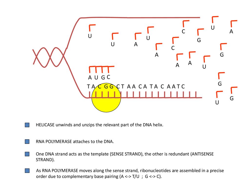 Dna Genes And Genomics Ppt Download