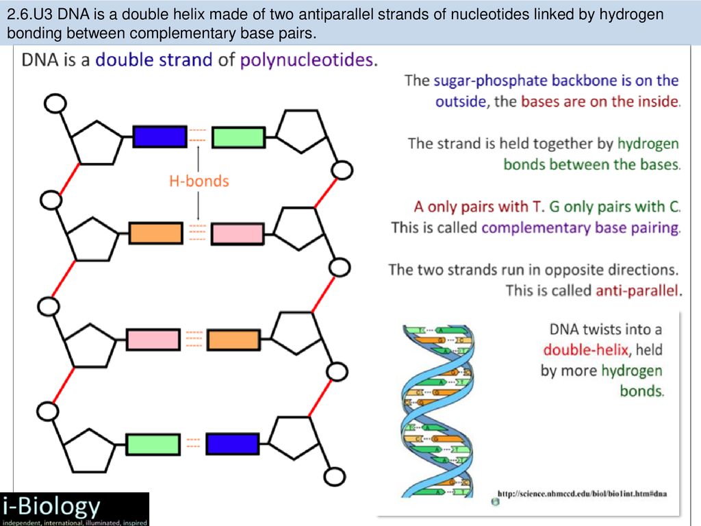 2 6 Structure Of Dna And Rna Ppt Download