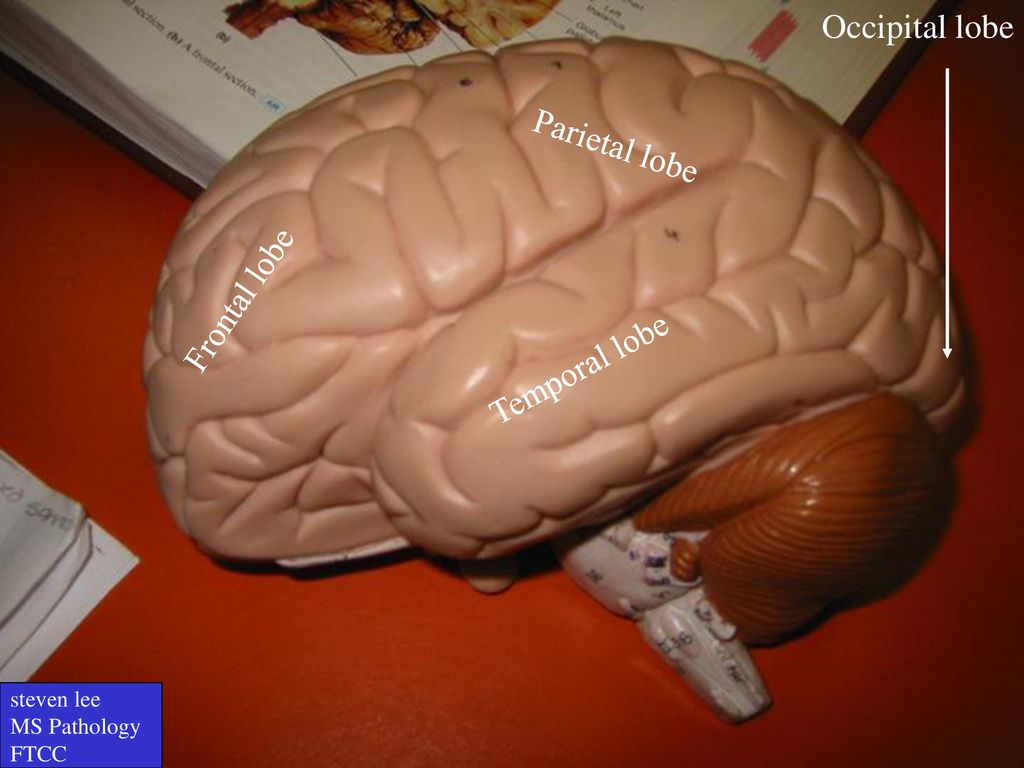 Occipital lobe Parietal lobe Frontal lobe Temporal lobe steven lee