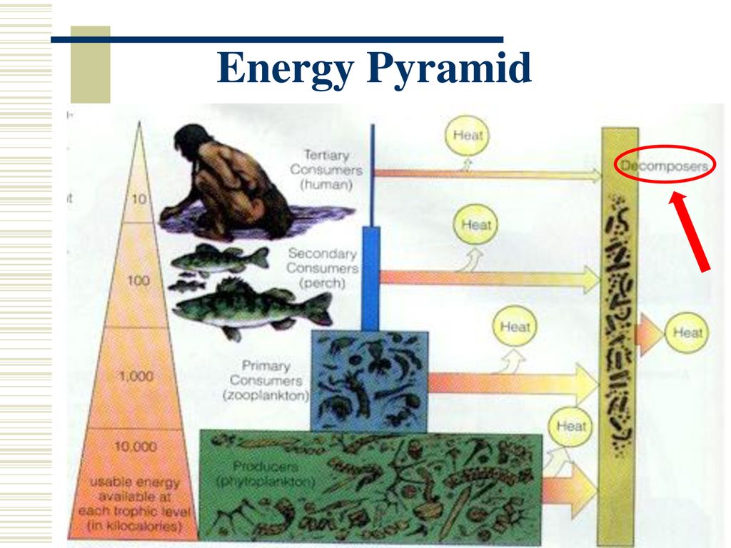 Loss of Energy in a Food Chain Biology Diagrams