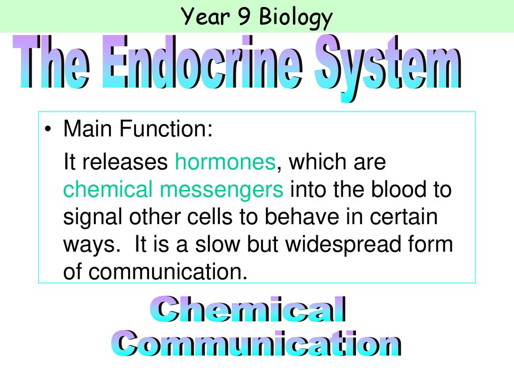 The Endocrine System. Biology Diagrams
