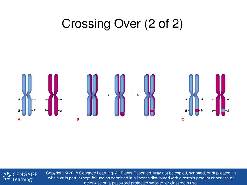crossing-over