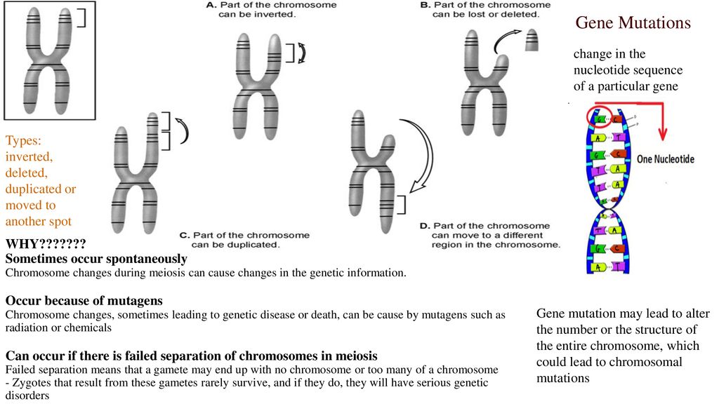 ppt download Biology Diagrams