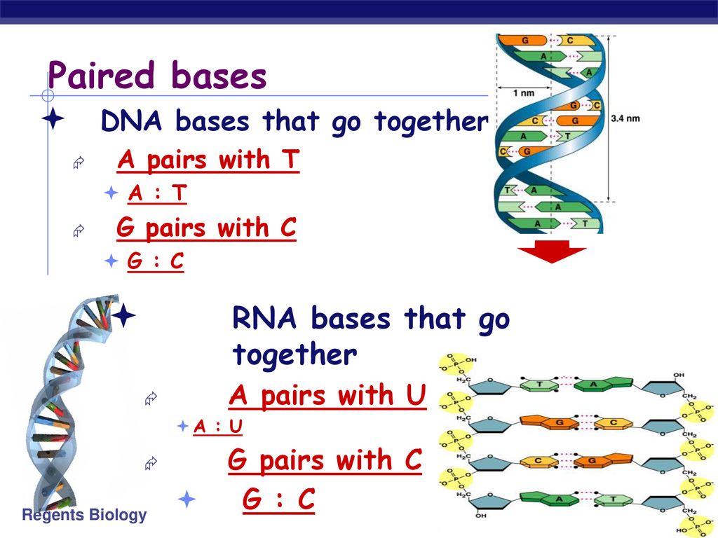 Aim Dna Rna Structure Ppt Download