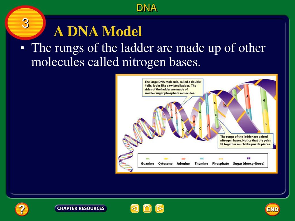 DNA 3 A DNA Model The rungs of the ladder are made up of other molecules called nitrogen bases.
