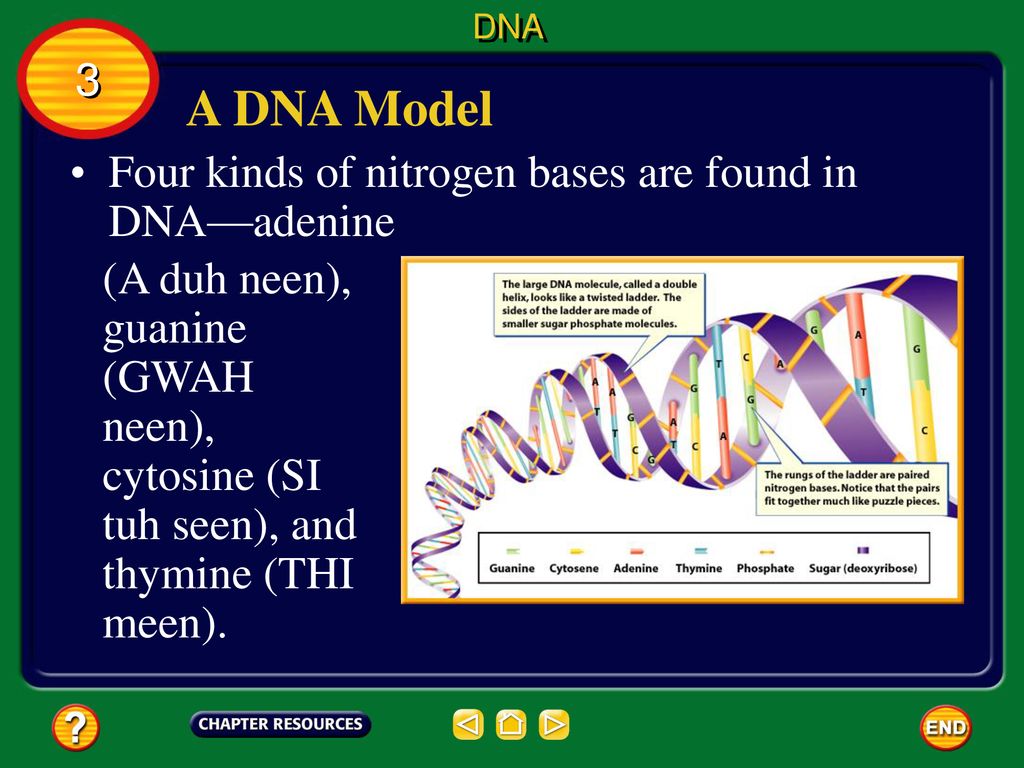 A DNA Model 3 Four kinds of nitrogen bases are found in DNA—adenine