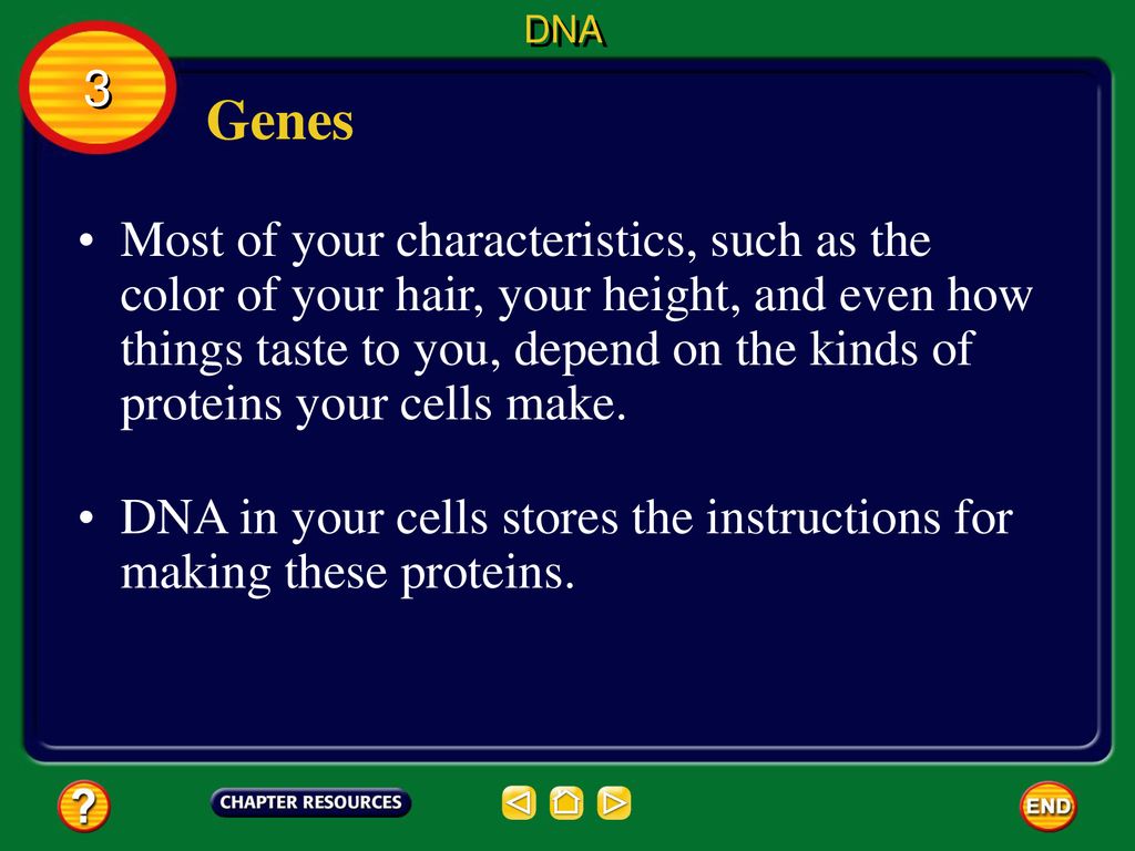 DNA 3. Genes.