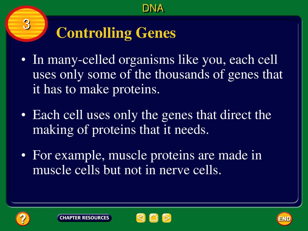 DNA 3. Controlling Genes. In many-celled organisms like you, each cell uses only some of the thousands of genes that it has to make proteins.