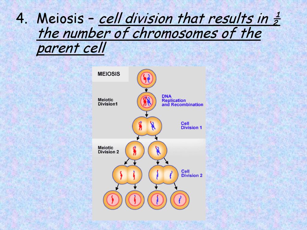 Meiosis And Sexual Reproduction Ppt Download