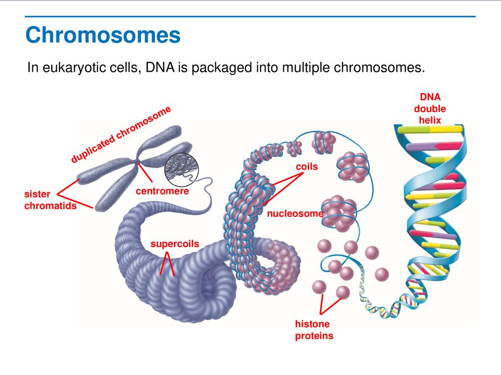 Labeled Chromosome Structure Diagram.