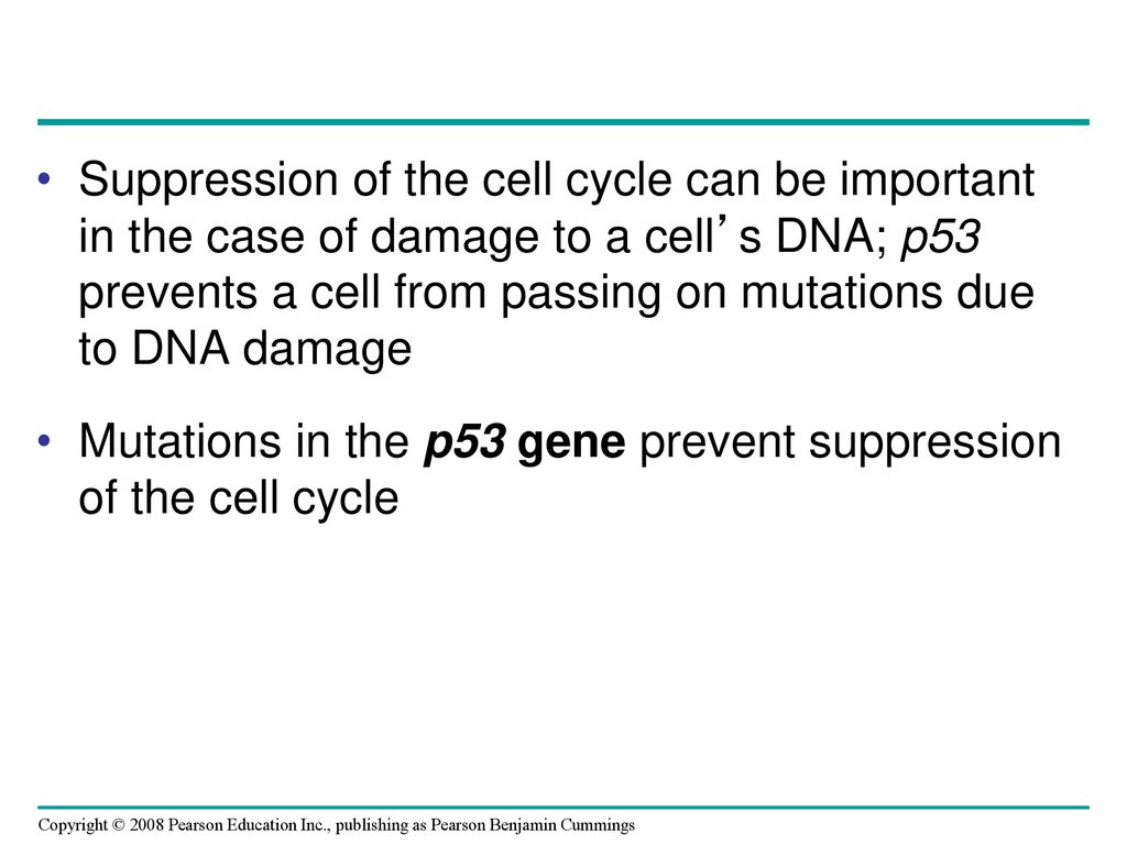Suppression of the cell cycle can be important in the case of damage to a cell’s DNA; p53 prevents a cell from passing on mutations due to DNA damage