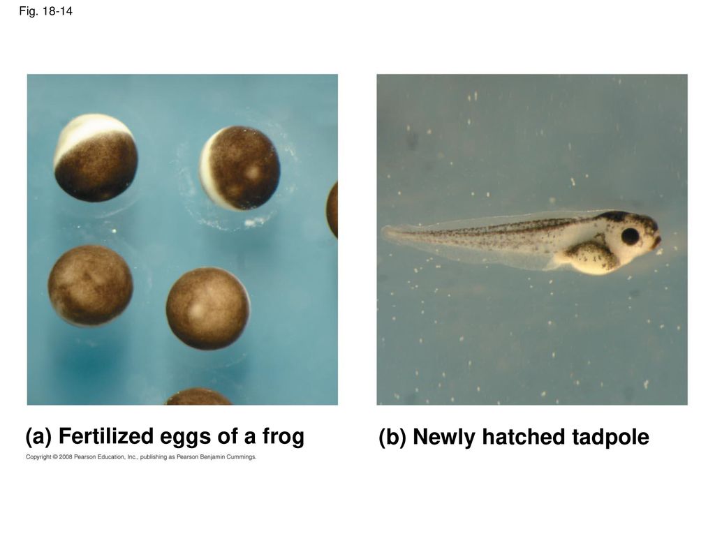 (a) Fertilized eggs of a frog (b) Newly hatched tadpole