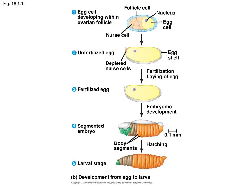 (b) Development from egg to larva