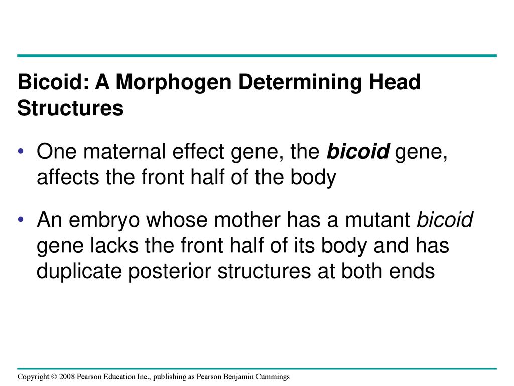 Bicoid: A Morphogen Determining Head