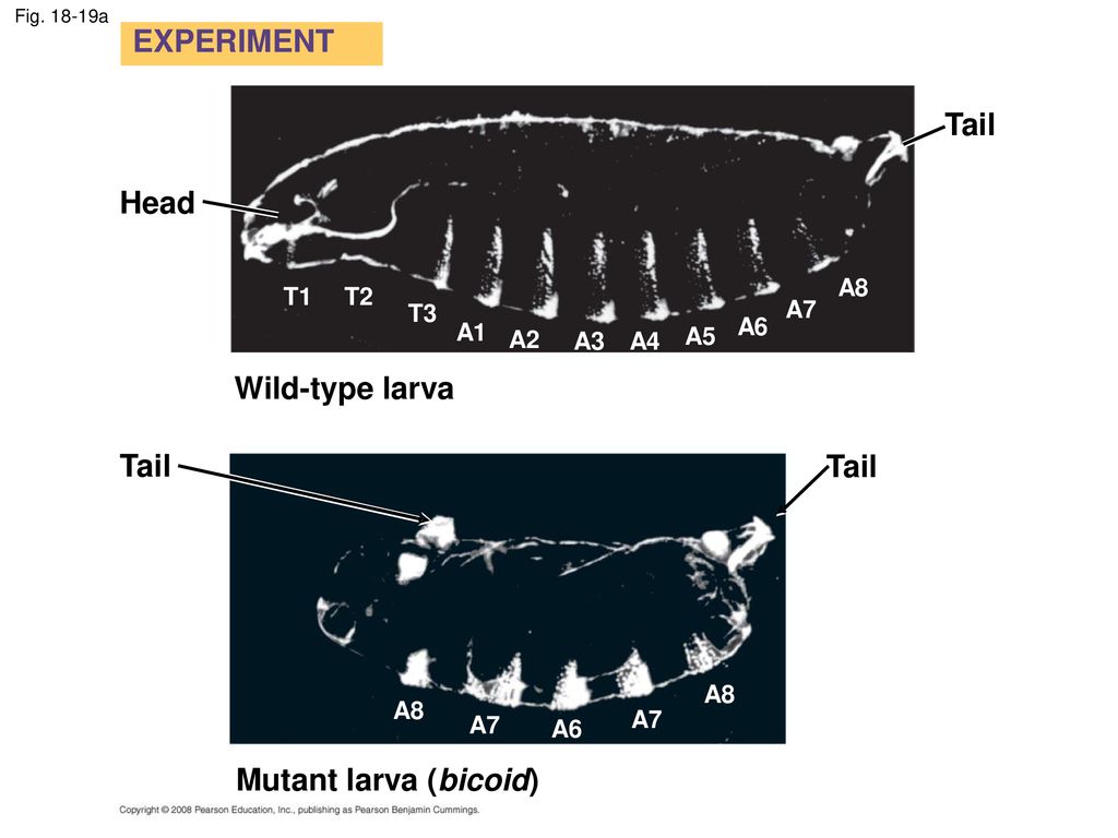 EXPERIMENT Tail Head Wild-type larva Tail Tail Mutant larva (bicoid)
